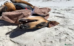 Dachshund dogs for sale: Adorable Male Dachshund Looking for a Loving Home - Image 8