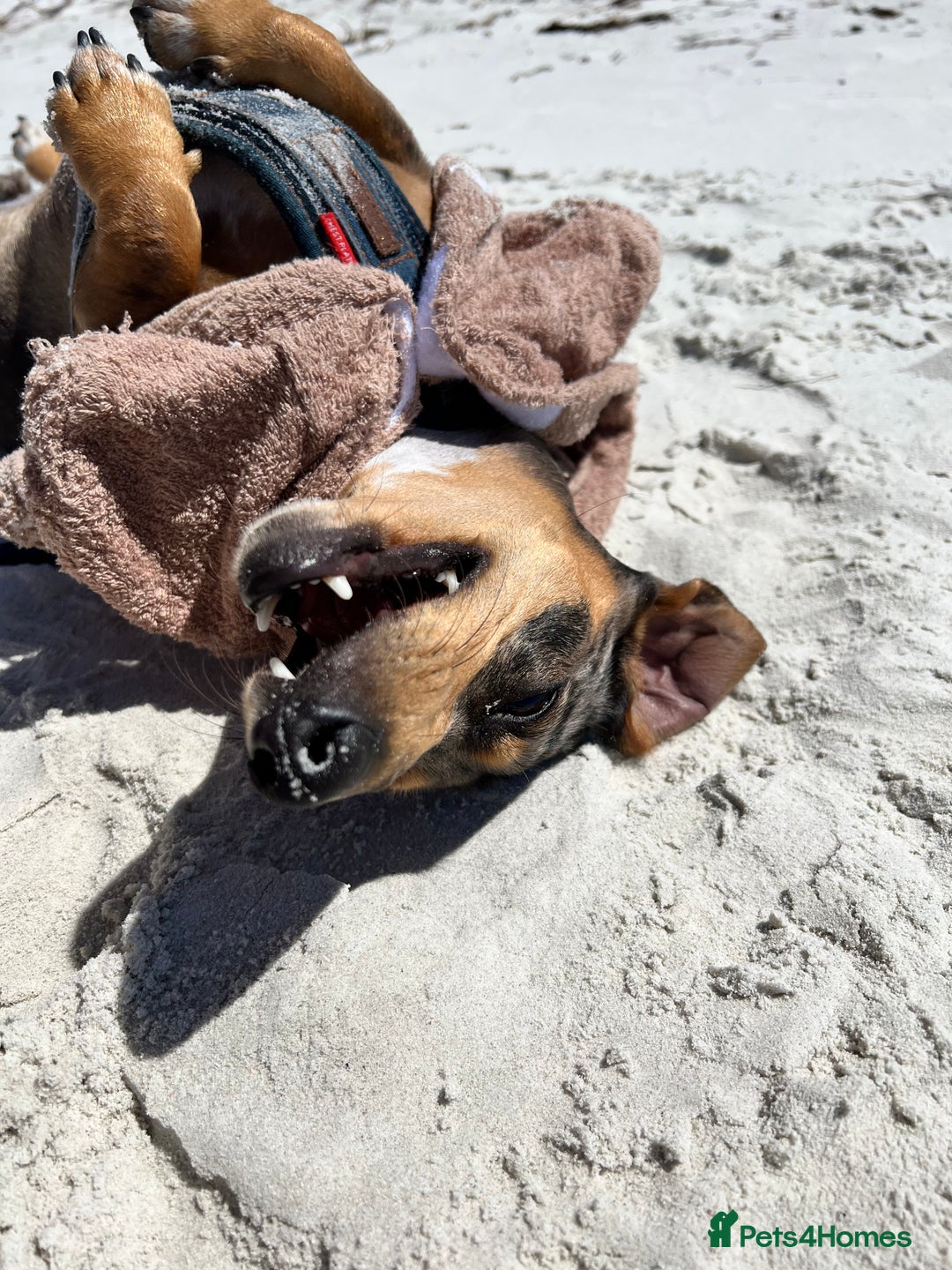 Dachshund dogs for sale: Adorable Male Dachshund Looking for a Loving Home - Image 8