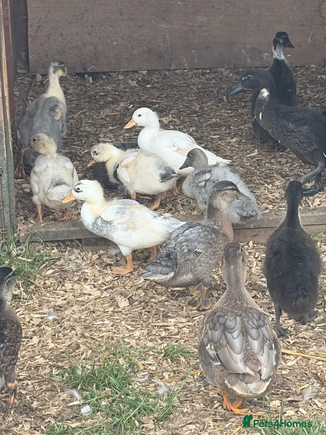 Ducks poultry for sale: Call ducks & Indian runner ducks  in Alfreton - Advert 1
