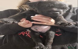 Patterdale Terrier dogs for sale: Patterdale x lakeland  - Image 4