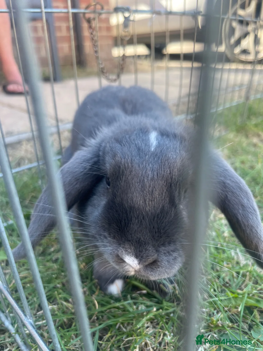 Mini Lop rabbits for sale: Grey mini pop rabbit  - Advert 2
