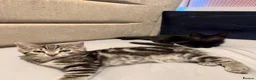 Domestic Shorthair cats for sale: 6 gorgeous tabby kittens  - Advert 3