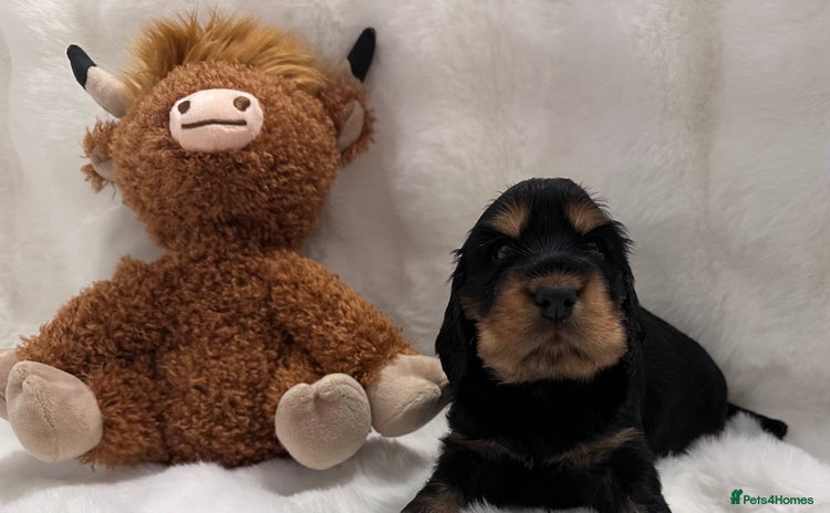 Cocker Spaniel dogs 🍁 Top Champion Line Show Cocker Pups 🍁  - Advert 4