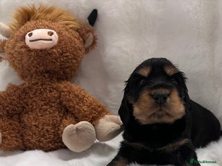 Cocker Spaniel dogs 🍁 Top Champion Line Show Cocker Pups 🍁 - Advert 9