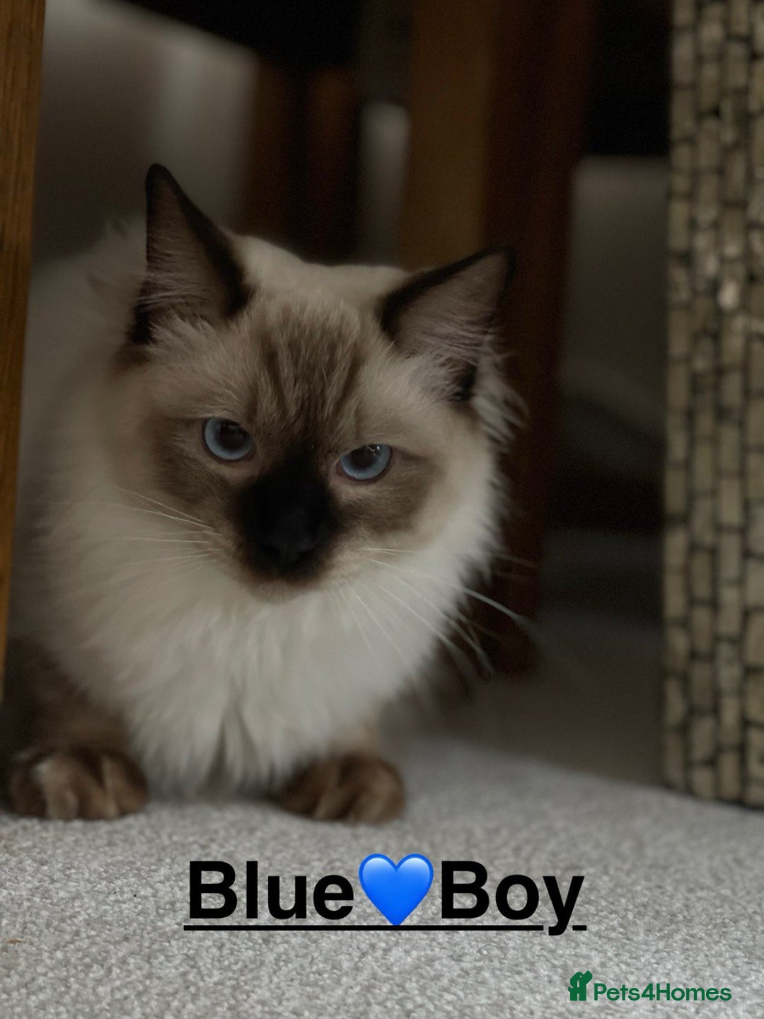 Ragdoll cats for sale: beautiful Ragdoll Cats looking for lovely families - Image 9
