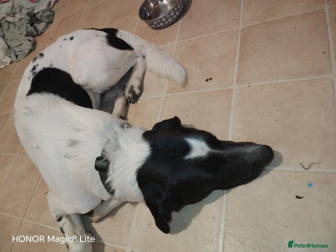Mixed Breed dogs for sale: Hi my names teddy  in Glasgow - Advert 2