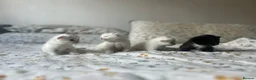 Mixed Breed cats for sale: 3 gorgeous Kittens for sale  - Advert 5