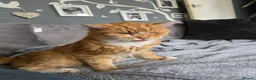 Mixed Breed cats for sale: 2 kittens for sale - Advert 6