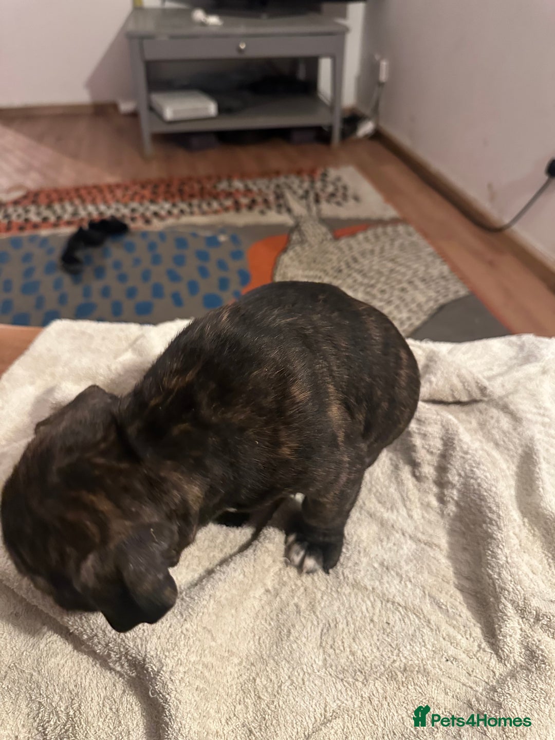 Mixed Breed dogs for sale: Beautiful staffy puppies looking for forever home  - Advert 10