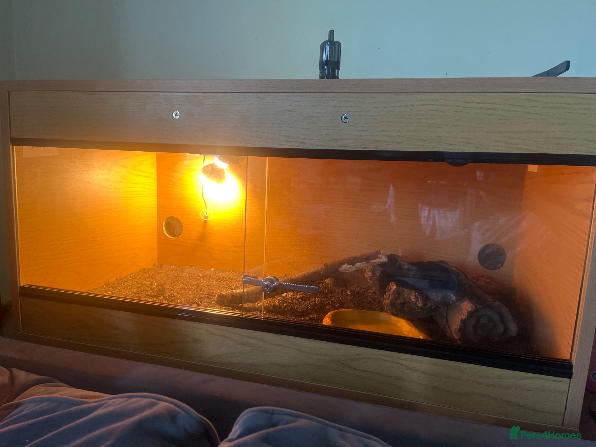 Corn Snake reptiles Corn snake - Advert 1