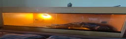 Corn Snake reptiles for sale: Corn snake in Kenilworth - Advert 1