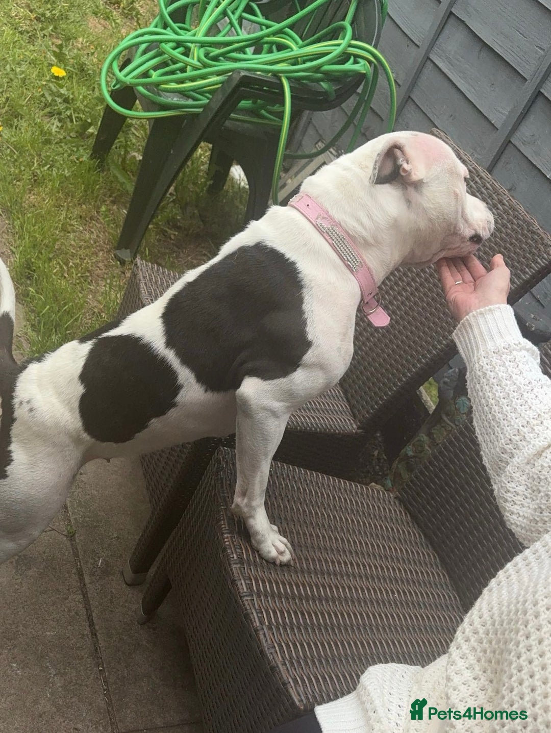 Mixed Breed dogs for sale: Staffordshire bull terrier  - Advert 4