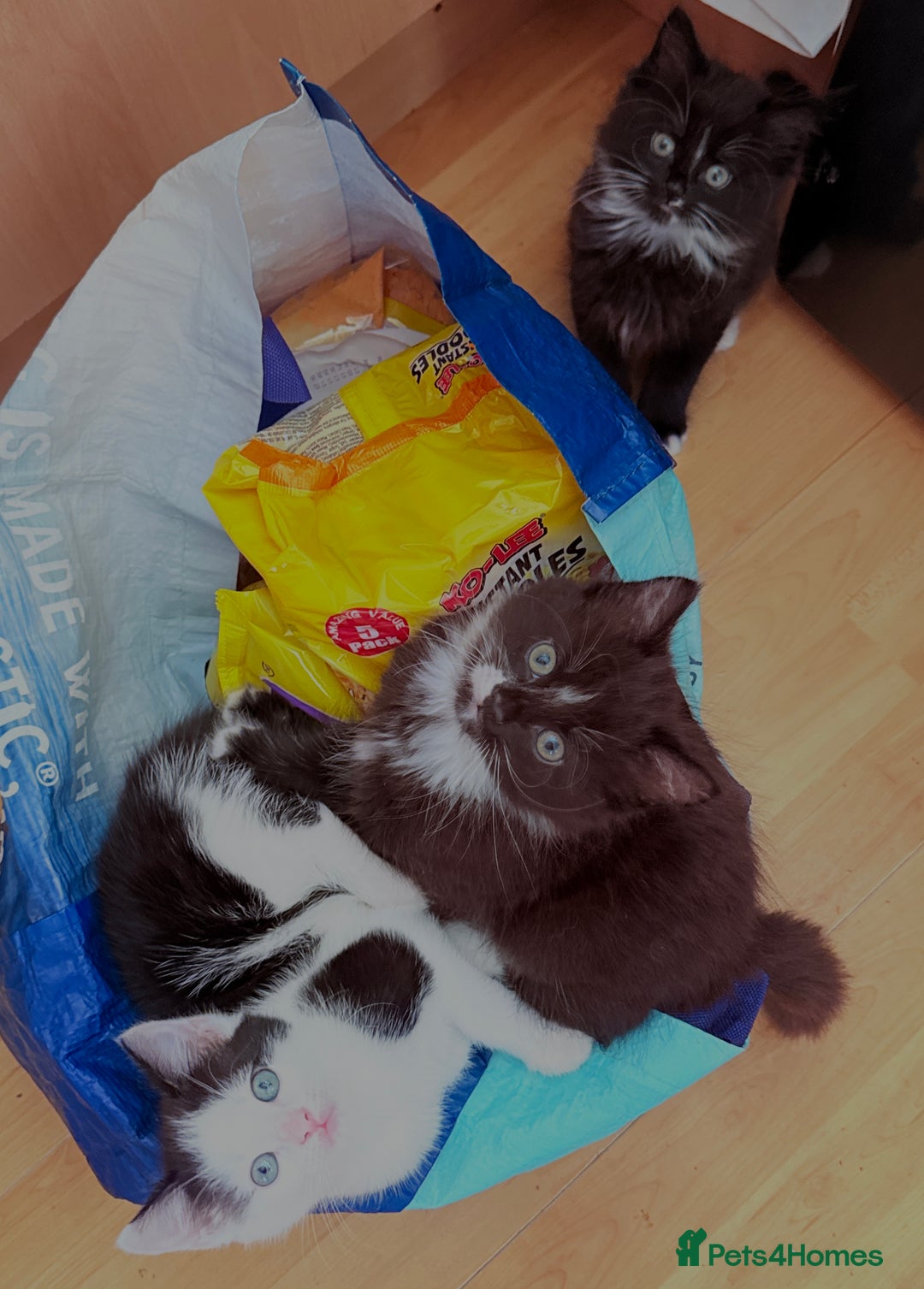 Mixed Breed cats for sale: 5 Beautiful Black & White Kittens Available  - Image 22