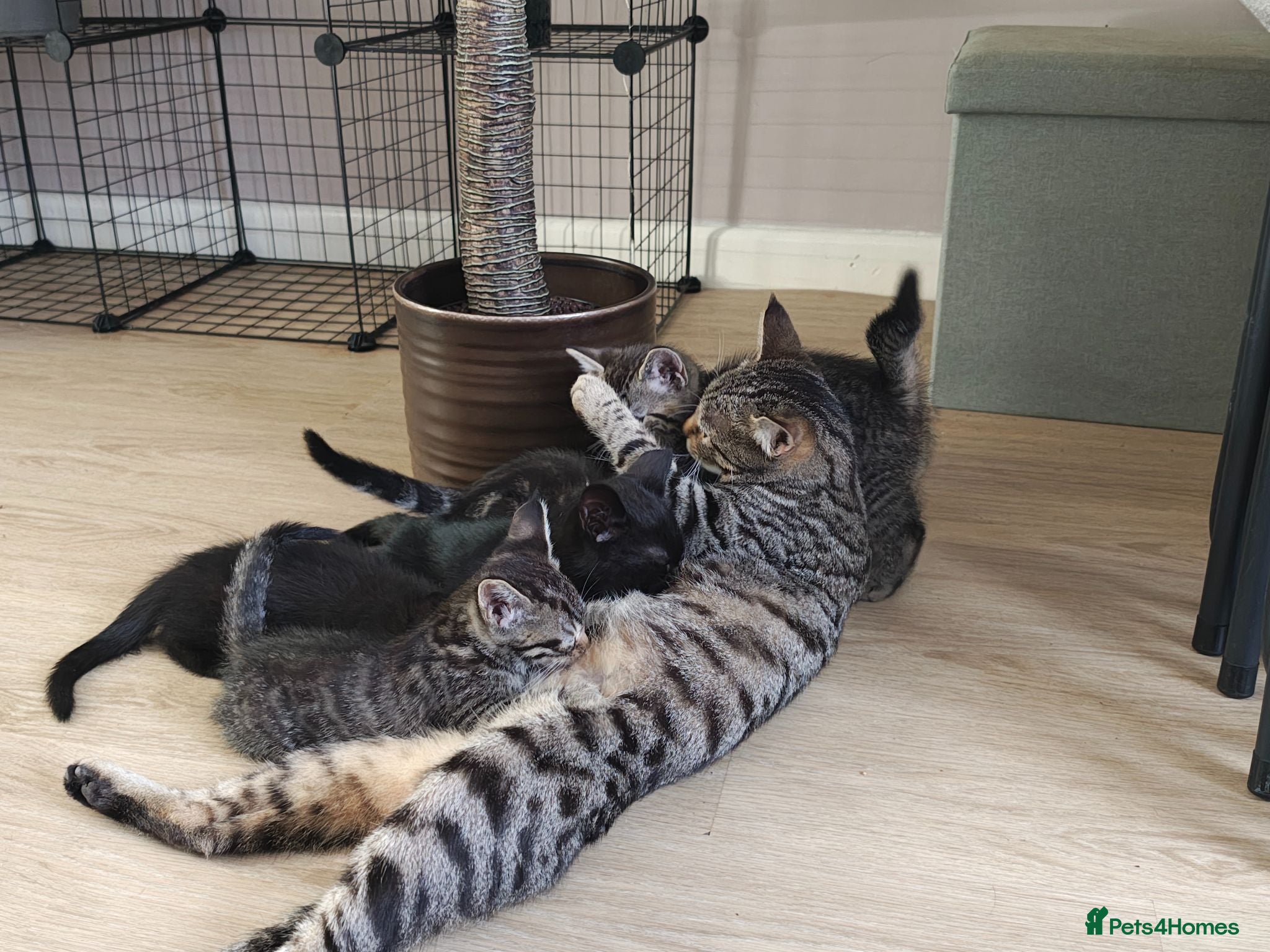 Mixed Breed cats Bengal Marble & British Shorthair  - Advert 2
