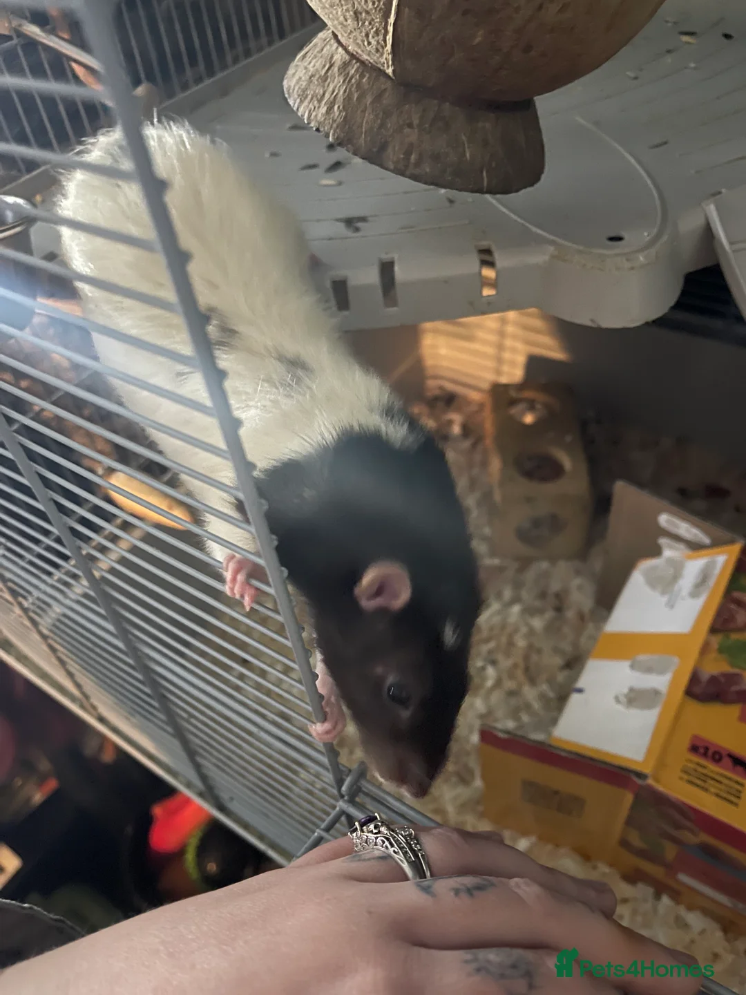 Rat rodents for sale: 2 friendly male rats for sale :) in Crewe - Advert 4