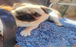 Pug dogs for sale: Adorable Fawn Black mask Pug Female - Image 3
