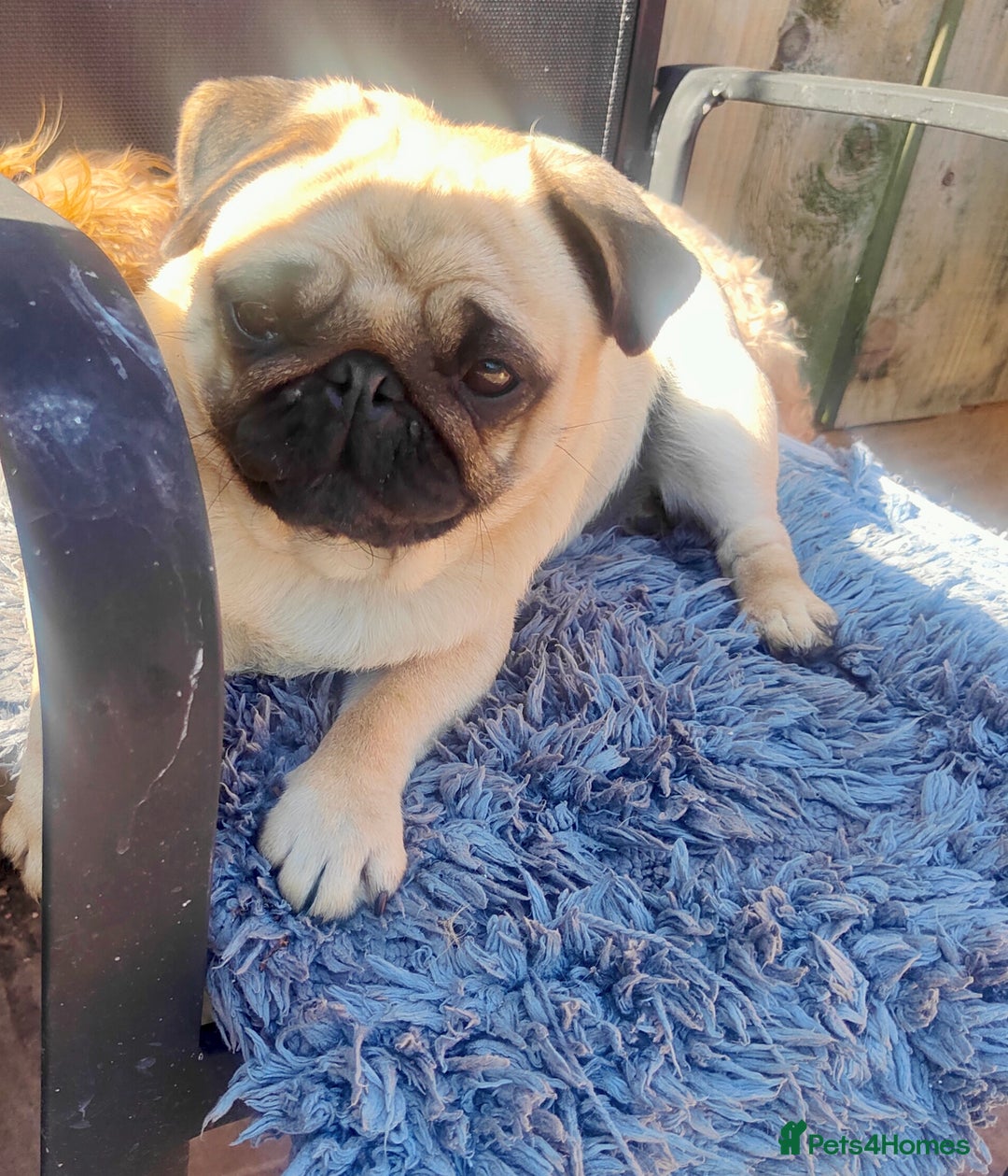 Pug dogs for sale: Adorable Fawn Black mask Pug Female - Image 3