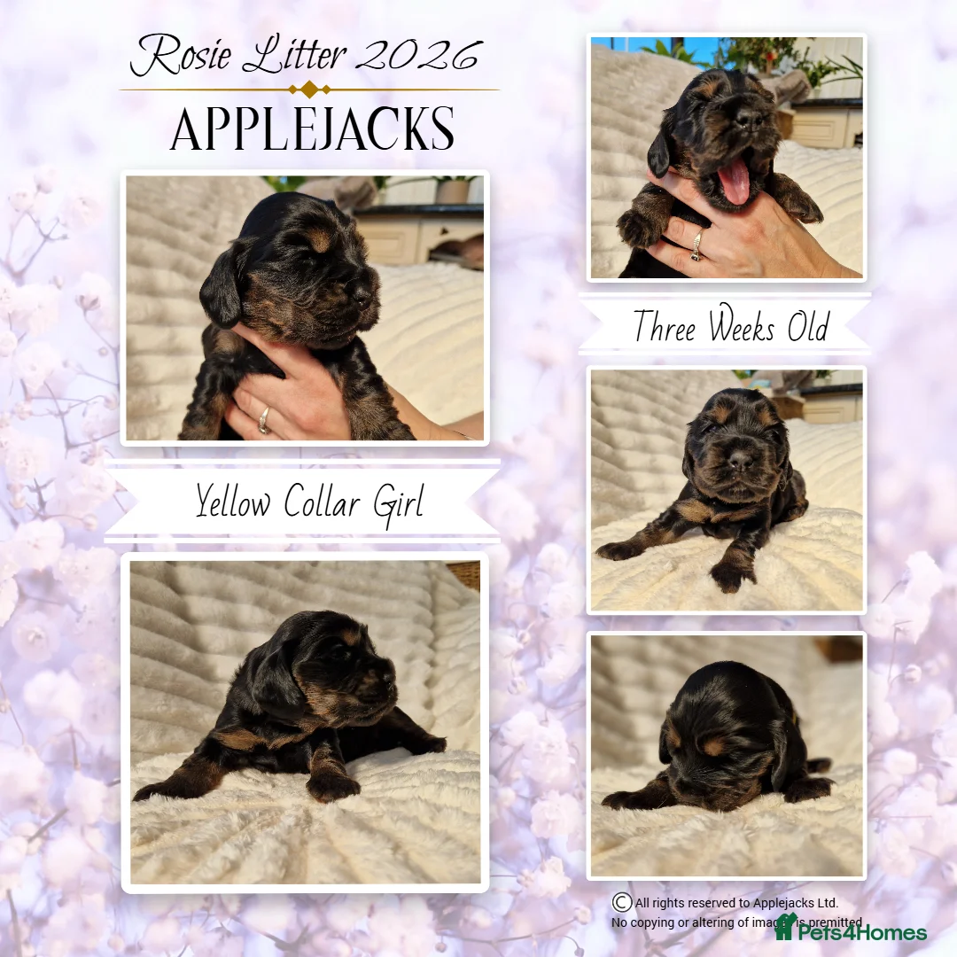 Cocker Spaniel dogs for sale: KC Pedigree Show Cocker Spaniel Puppies - Advert 1