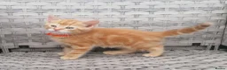 Mixed Breed cats for sale: Exceptional Kittens, Wonderful Personalities ❤️ in Waltham Cross - Advert 10