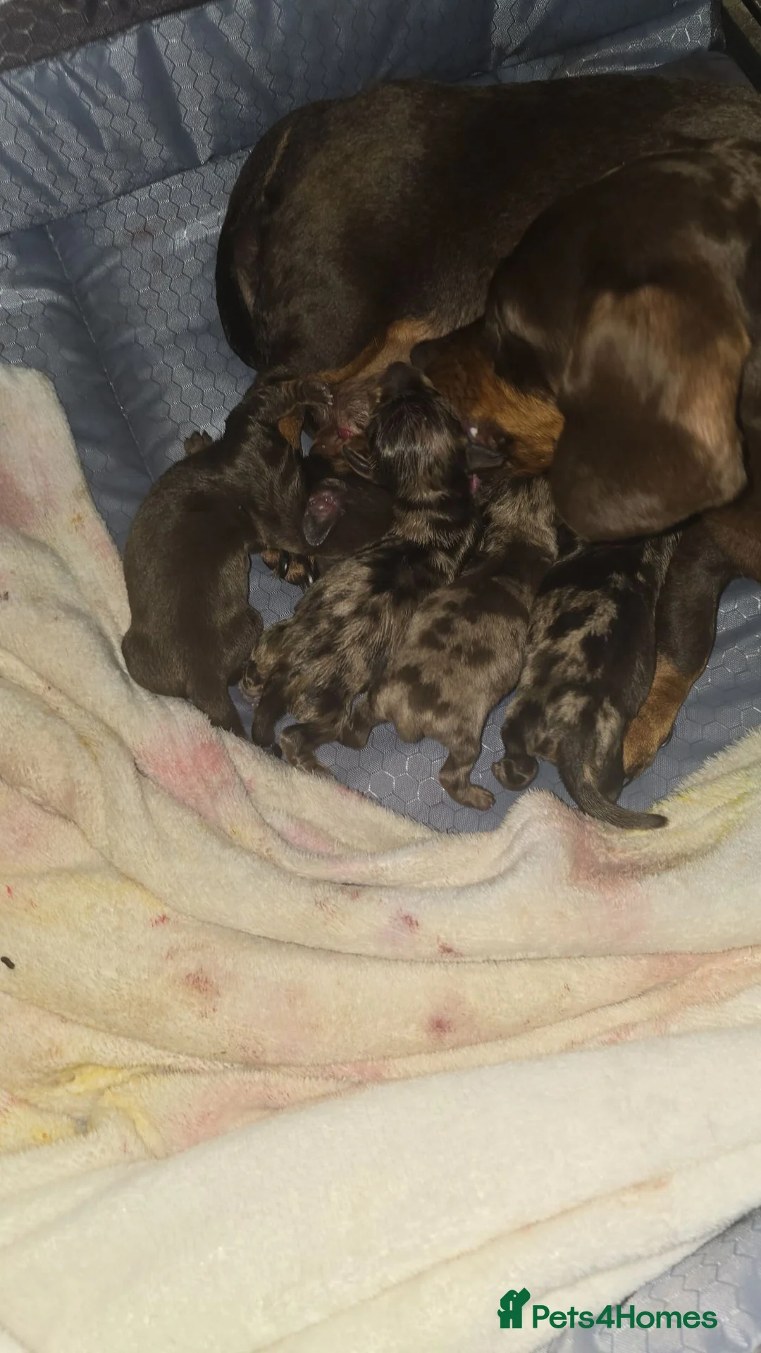 Miniature Dachshund dogs for sale:  Miniature Dachshund Puppies Available 🐾 - Advert 11