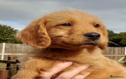 Labradoodle dogs for sale: Labradoodle Puppies for sale - Image 4