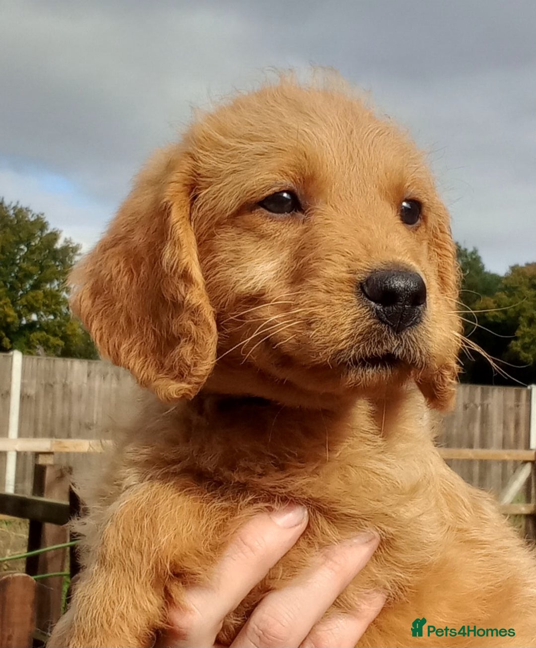 Labradoodle dogs for sale: Labradoodle Puppies for sale - Image 4