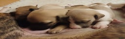 Whippet dogs for sale: KC  REG WHIPPET PUPS - Advert 27