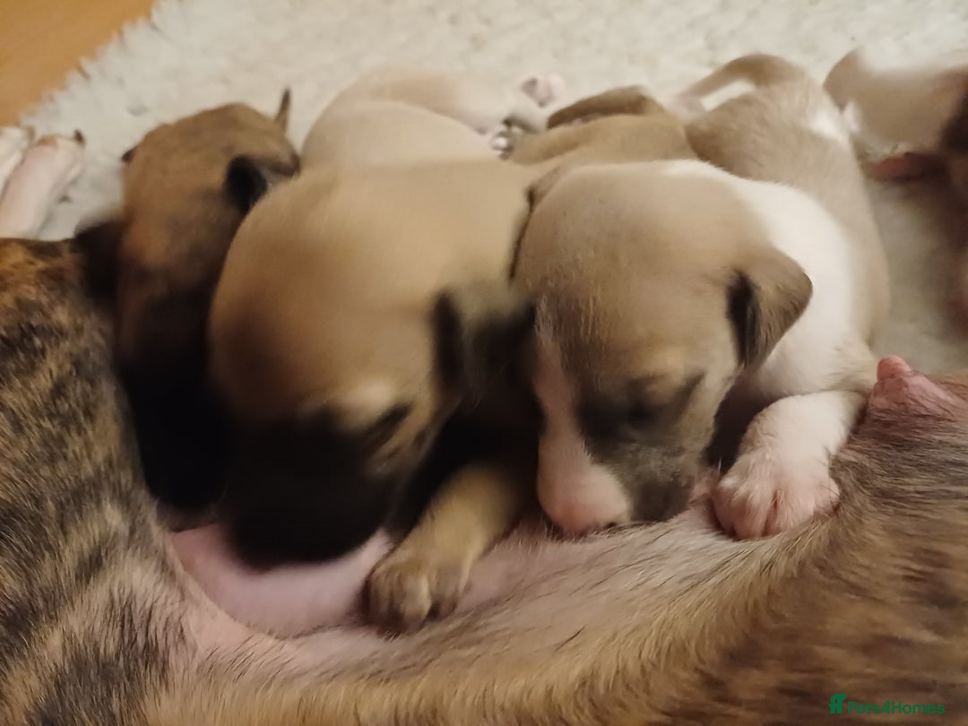 Whippet dogs for sale: KC  REG WHIPPET PUPS - Advert 27