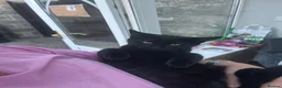 Mixed Breed cats for sale: 3 little beauties ready for their forever homes - Advert 3