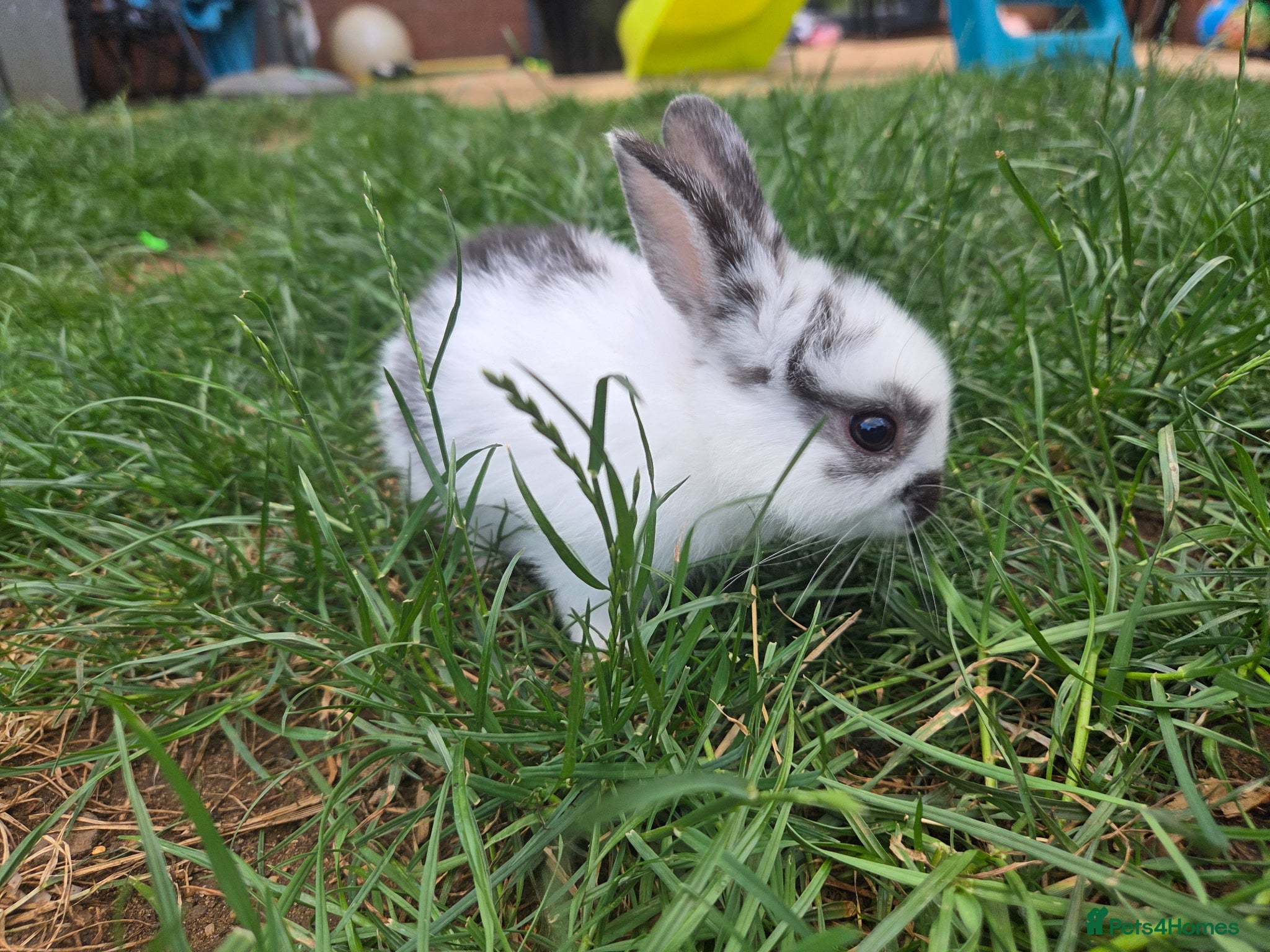 Mixed Breed rabbits 2 male rabbits for sale - Advert 1