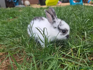 Mixed Breed rabbits 2 male rabbits for sale - Advert 1