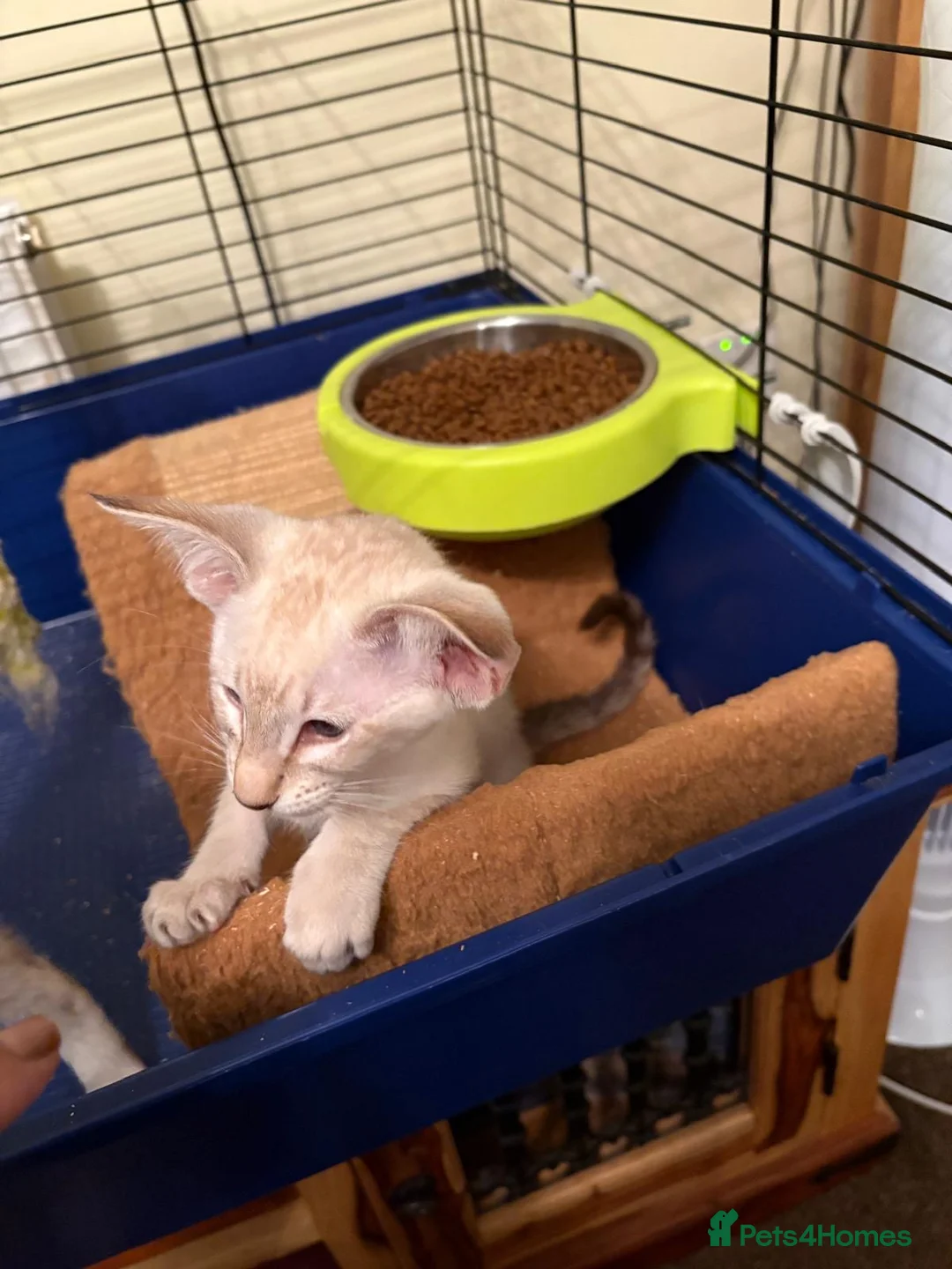 Siamese cats for sale: GCCF Ready now Siamese male & female  - Advert 3