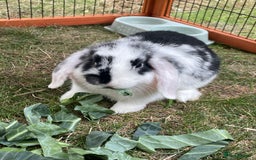 Mini Lop rabbits for sale: Beautiful Mini Lop Babies - Image 6
