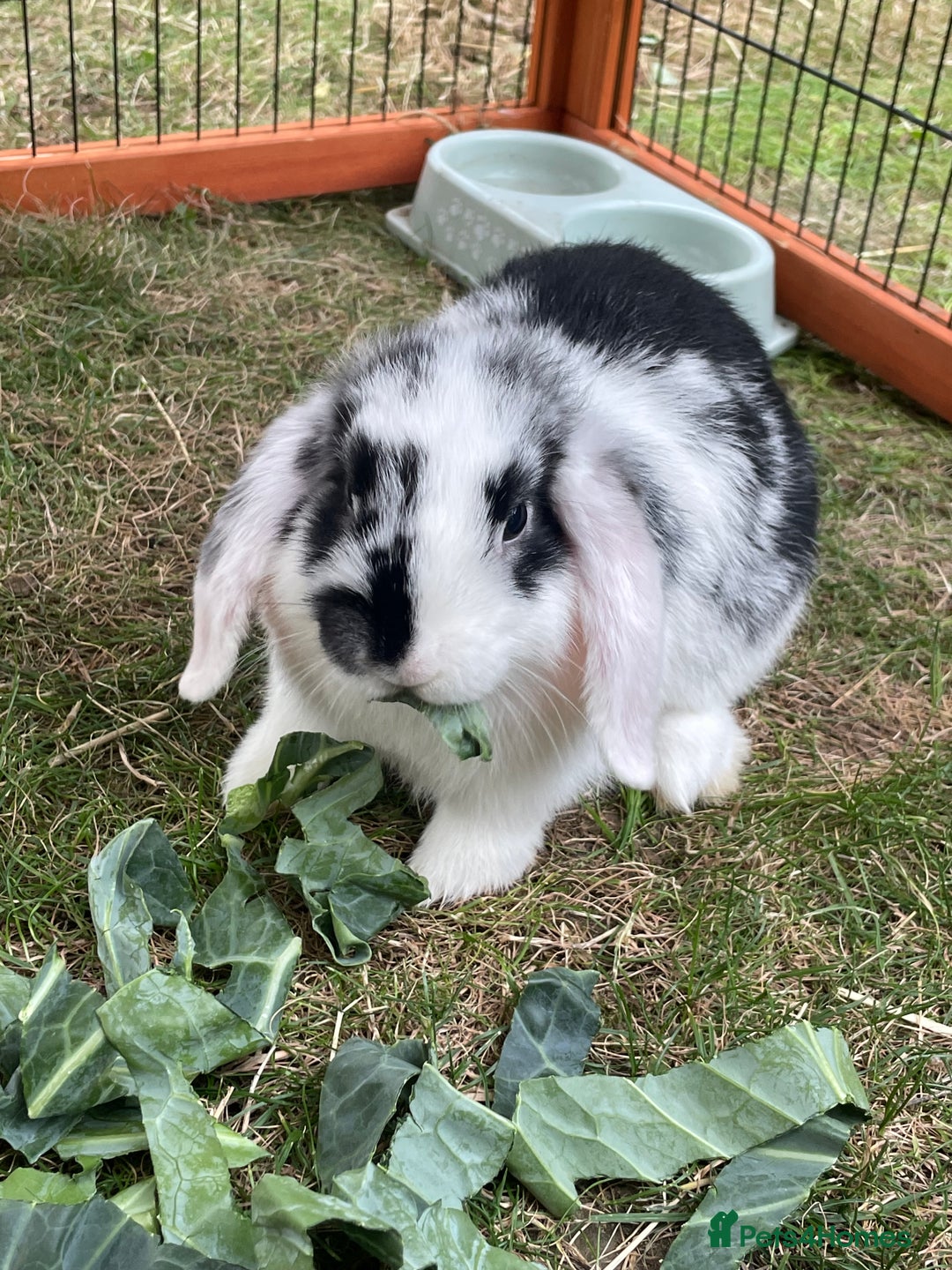 Mini Lop rabbits for sale: Beautiful Mini Lop Babies - Image 6