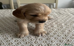 Cocker Spaniel dogs for sale: Working cocker spaniel puppies  - Image 18
