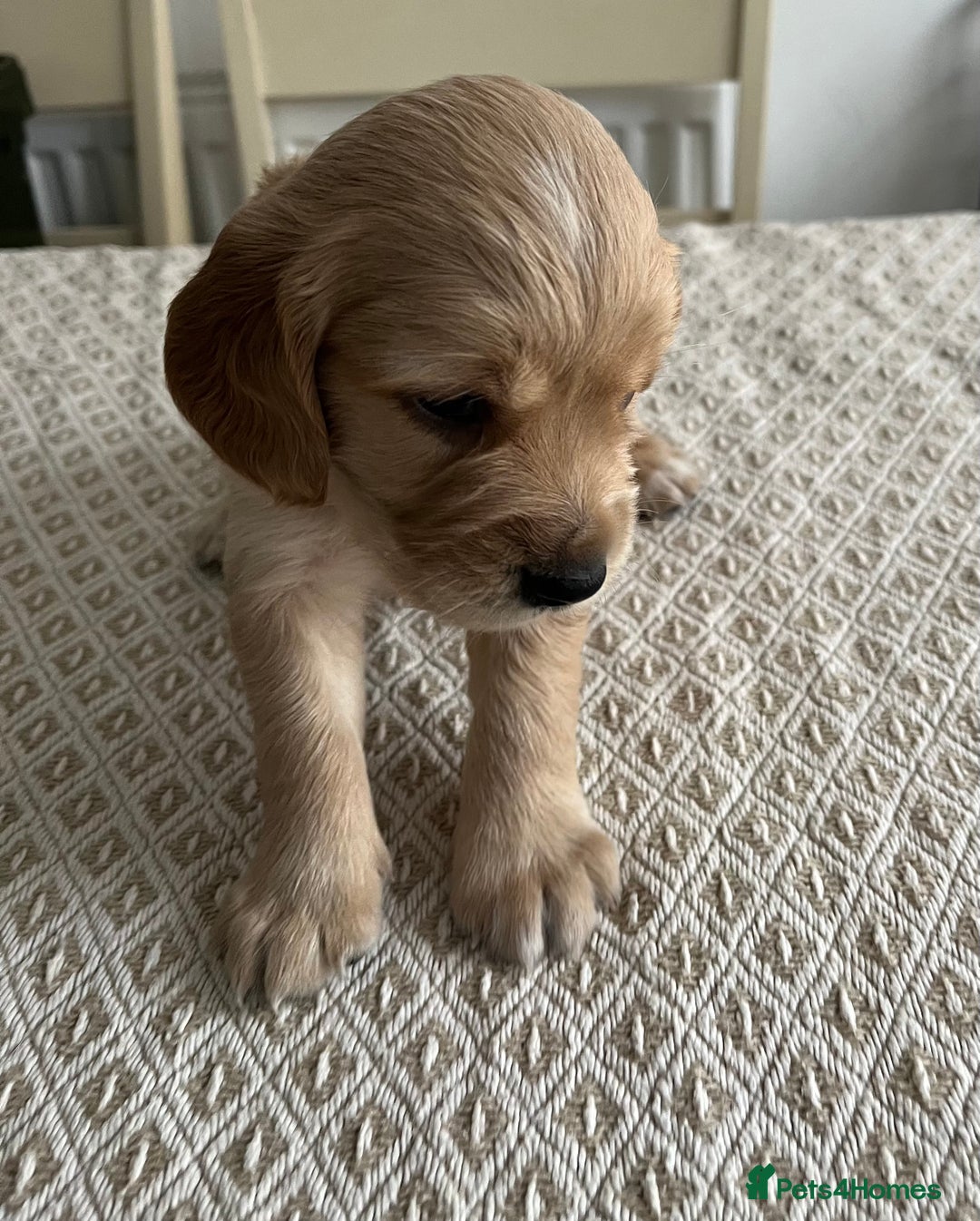 Cocker Spaniel dogs for sale: Working cocker spaniel puppies  - Image 18