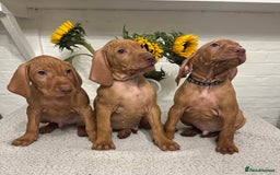 Hungarian Vizsla dogs for sale: Gorgeous KC reg Vizsla puppies - Image 1