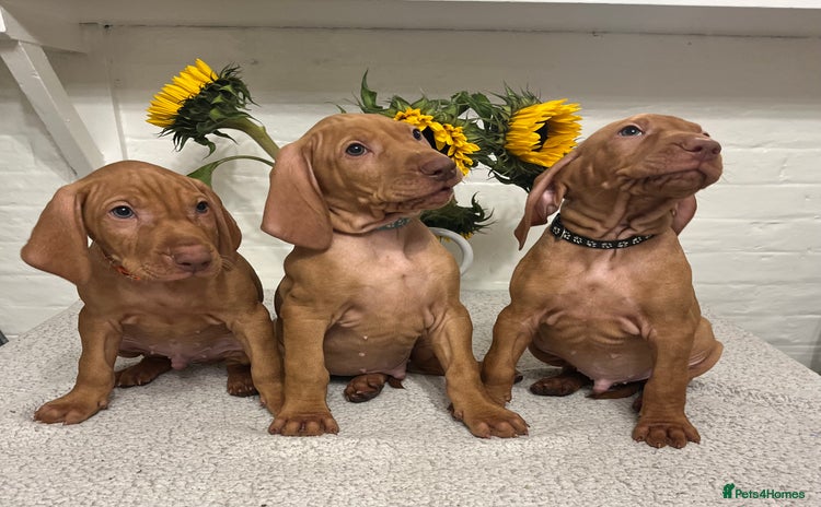 Hungarian Vizsla dogs - Advert 3