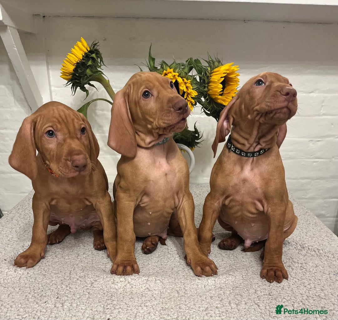 Hungarian Vizsla dogs for sale: Gorgeous KC reg Vizsla puppies - Image 1