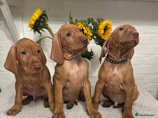 Hungarian Vizsla dogs - Advert 26