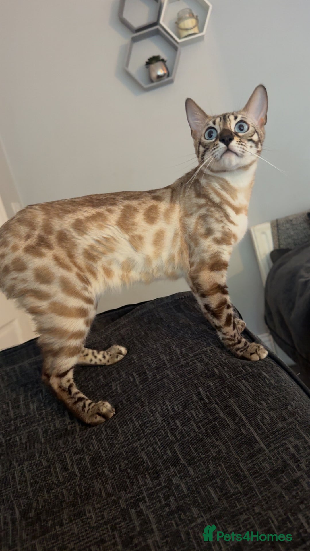 Bengal cats for sale: Bengal female  - Advert 2