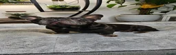 French Bulldog dogs for sale: Beautiful French Bulldog puppies 🐶 - Advert 2