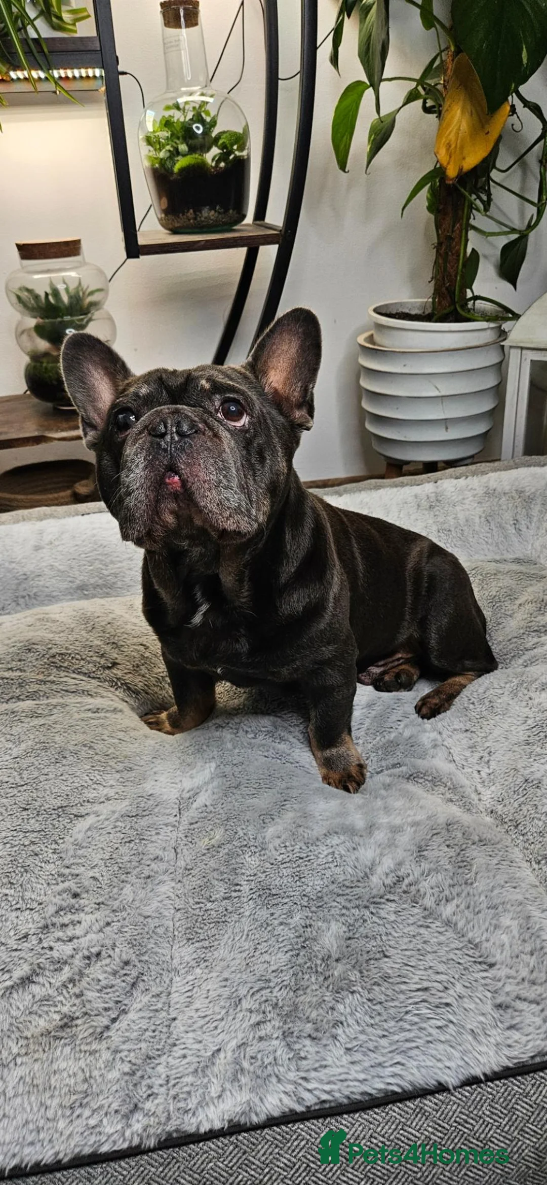 French Bulldog dogs for sale: Beautiful French Bulldog puppies 🐶 - Advert 2