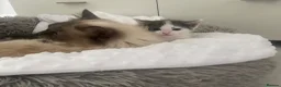 Ragdoll cats for sale: Ragdoll Cross Kittens Looking for Forever Home - Advert 13