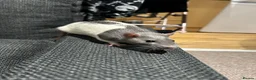 Rat rodents for sale: 2 bonded Male Rats  - Advert 2