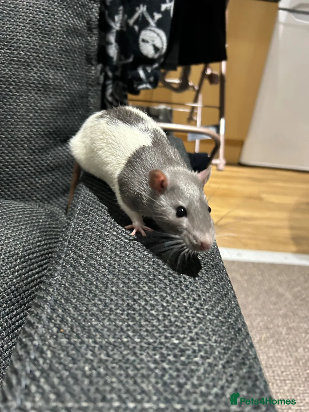 Rat rodents for sale: 2 bonded Male Rats  - Advert 2