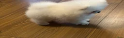 Pomeranian dogs for sale: Tiny white Pomeranian puppy  - Advert 3