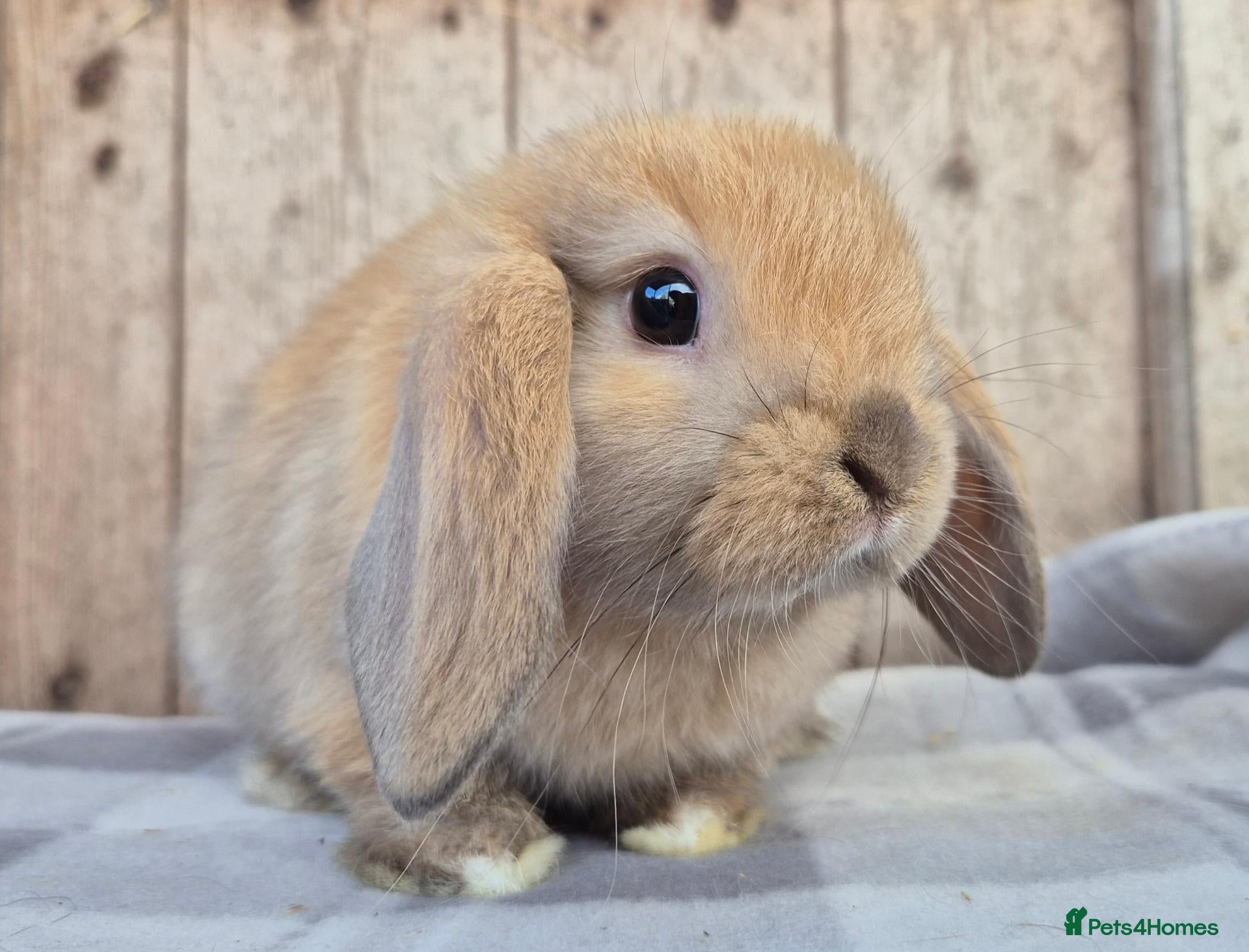 Mini Lop rabbits Mini lop girls  - Advert 1