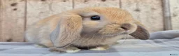 Mini Lop rabbits for sale: Mini lop girls  - Advert 1