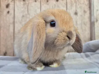 Mini Lop rabbits Mini lop girls - Advert 1
